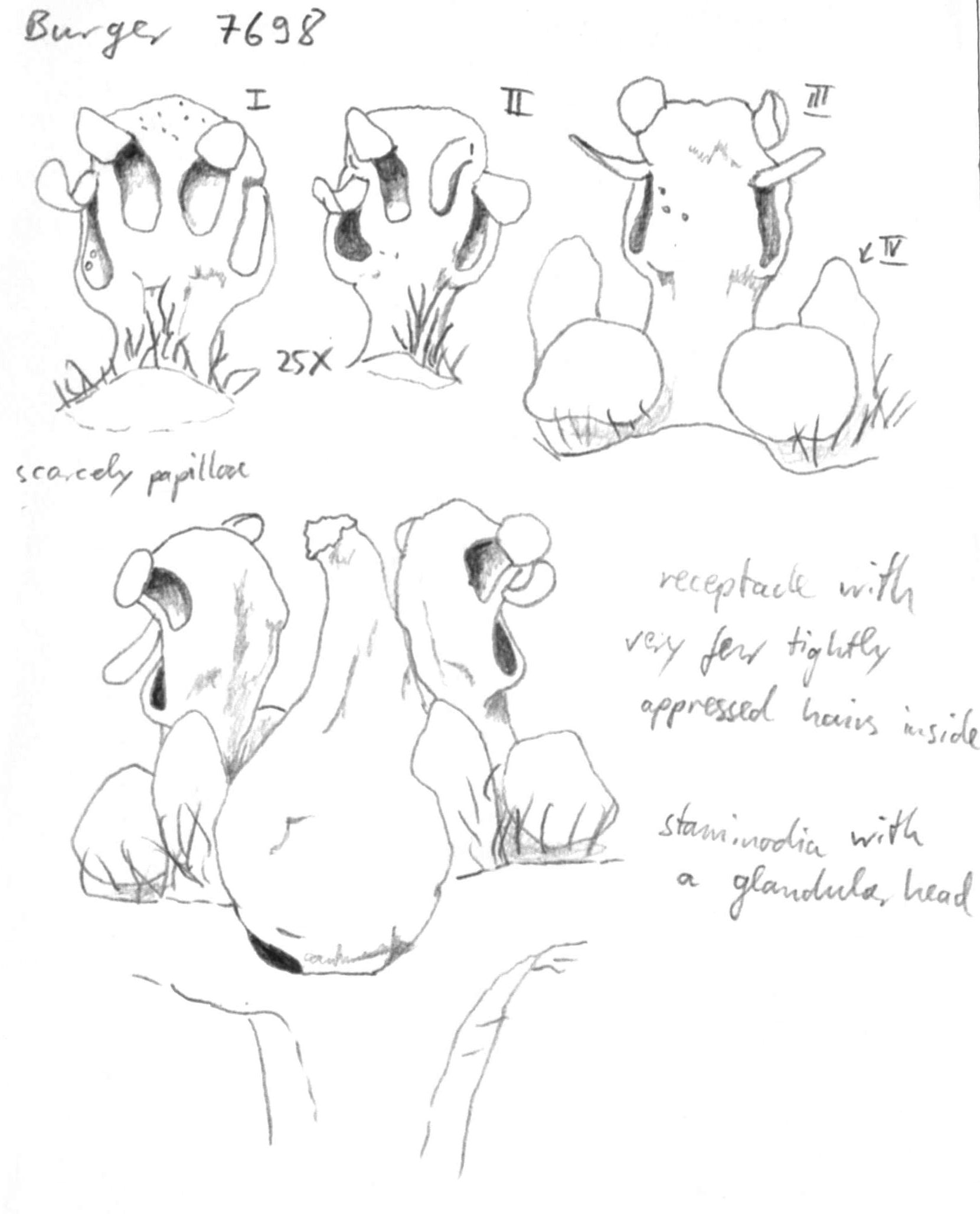 preview Damburneya cufodontisii (O.C. Schmidt) Trofimov & Rohwer